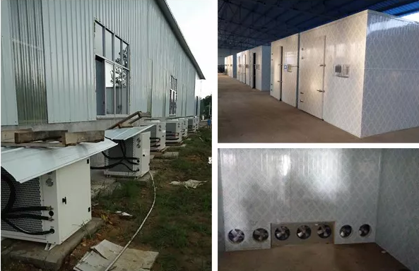 菊花空氣能熱泵烘干項目 菊花空氣能熱泵烘干項目