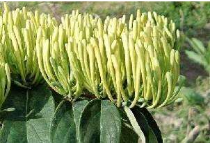 金銀花烘干好還是曬干好?烘干廠家告訴你「誰占優」 金銀花烘干好還是曬干好?烘干廠家告訴你「誰占優」