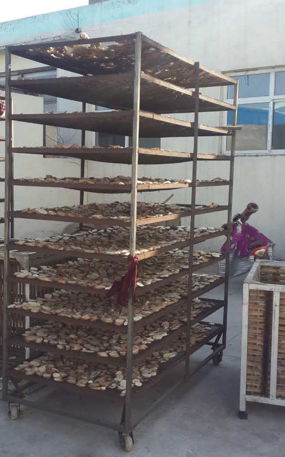 河北聯興佳圭公司項回、芽球玉蘭烘干項目