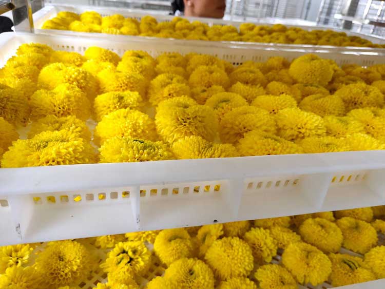 正旭空氣能熱泵烘干機(jī)菊花茶烘干機(jī)金絲皇菊茶熱泵烘干機(jī)項目案例實拍圖片 正旭空氣能熱泵烘干機(jī)菊花茶烘干機(jī)金絲皇菊茶熱泵烘干機(jī)項目案例實拍圖片